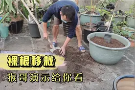裸根移栽不要怕，用这种“万能底”，移栽一棵活一棵，太实用了！视频封面