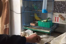 今天参观鸟大爷养的鹦鹉，各种颜色虎皮鹦鹉真好看视频封面