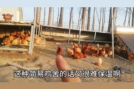 散养土鸡如何建造鸡舍，提前注意这几点，再无后顾之忧