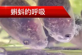 蝌蚪的呼吸，从内鳃、外鳃、长出鳃盖到肺和皮肤，变化非常大
