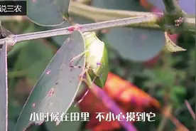 农村有种虫子，味道奇臭无比，但当地的农民却非常喜欢吃视频封面