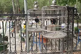鹩哥鸟说话比八哥是不是强！没想到两只都会说话！视频封面