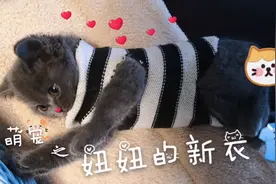 只需3刀，主人旧衣物改造成小猫咪的新衣，赶快学起来！视频封面