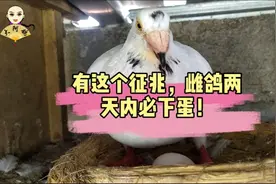 雌鸽有了这个征兆，不出意外两天内会下蛋，准确率更高的判断方法