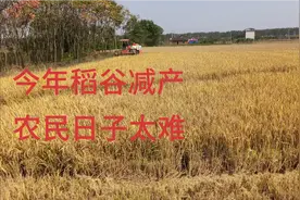 今年雨水太多稻田稻谷减产了，导致农民收入降低生活太难了视频封面