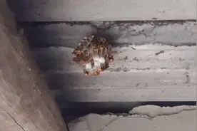 门口发现一个马蜂窝！防止蜇人，用了一个简单的方法赶走它们！