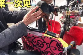 90大爷带来的小鹿犬，天生无尾，我第一次见，忍痛卖它视频封面