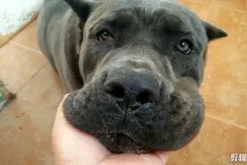 富贵是只忠诚的卡斯罗护卫犬 对待主人非常温顺 对陌生狗勇猛无比