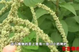 刺苋清热利湿、解毒消肿，可用于疮肿脓疡、痔疮便血等