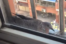 婚房好久没有住，意外迎来新朋友。自古斑鸠在家筑巢有天赋吉运