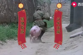 爆笑潘长江斗牛，骑猪，最后被驴迷倒视频封面
