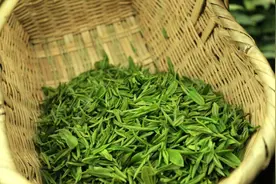 大家都说信阳毛尖茶用80℃开水泡，那么用100℃开水泡有什么结果视频封面