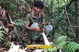 把老竹子砍掉后，竹笋长得更多，每年新鲜竹笋吃不完视频封面