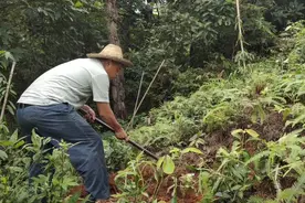 满山都能见到的土茯苓，野猪和人都在抢，城市居然卖到了80元一斤视频封面
