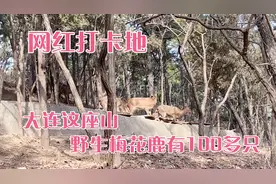 探寻大连野生梅花鹿聚集地，为什么全在这座山上，就因这里有鹿王视频封面