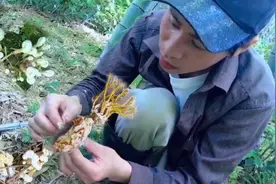 肝癌老公竹林采南方的冬虫夏草金蝉花，作用堪比冬虫夏