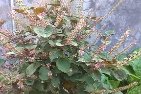 紫苏花开了，又漂亮又好看，叶子嫩时，煮来吃很好吃的