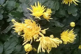 黄菊花，是我国最常见的一种花卉，具有一定的药用价值。视频封面