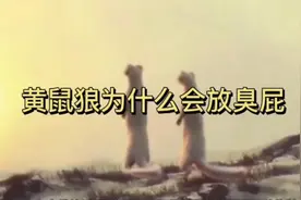 黄鼠狼为什么会放臭屁#*=^。！,，
