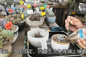 马哥手把手教你多肉橙梦露如何养护视频封面
