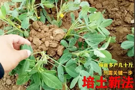 花生种植培土新法 只需关键1步 1亩多产几十斤