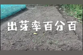 种芫荽「香菜」这样播种百分百出芽成功视频封面