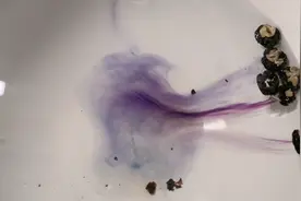 黑枸杞，可以拉出紫色的丝哦，来跟我一起看看神奇的黑枸杞吧视频封面