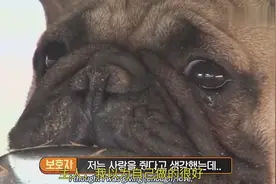 家里小法斗迷恋上狗盆，走哪儿都叼着，知道真相后真是哭笑不得！视频封面