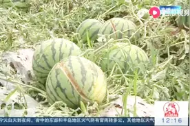 临沂沂南遭遇冰雹袭击，农作物被砸受损严重，现场视频触目惊心视频封面