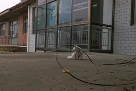 家里收养的流浪猫“小棉花”又捕捉鸟吃，云云说这小家伙适合放养视频封面