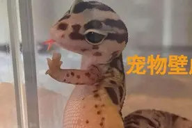 vlog你会养壁虎做宠物吗，房间里出现壁虎不要慌，看牛人怎么处理视频封面