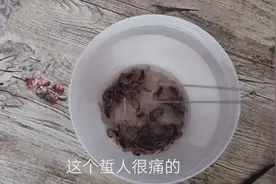 400一斤的蝎子，一晚上能逮多少，看一下吧视频封面