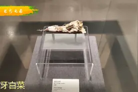 博物馆，一个了解社会发展，窥见历史瑰宝的好地方，为什么不去？视频封面