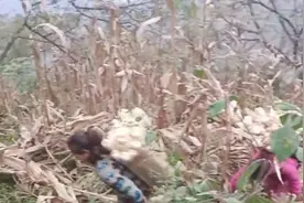 山西的这群孩子从小就独立生活，5岁就开始做着大人的活视频封面