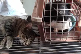 带小狸花和白手套去畜牧站做绝育，从源头减少流浪猫二代