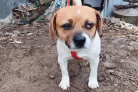 狗眼角长了一个肉瘤，还有没得治？小伙实在没得办法了！想哭！视频封面