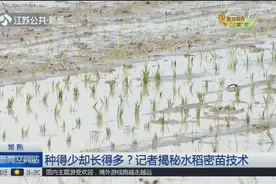 种的少却长的多？这个技术咋这么厉害！记者揭秘水稻密苗技术视频封面