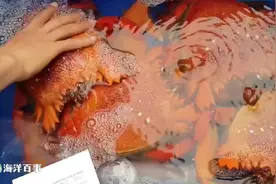 橘黄色的旭蟹，看颜色就知道一定很美味！视频封面