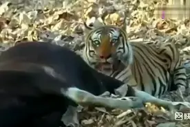 老虎攻击一头野牛，这家伙三下五除二就把牛按倒，在我面前你牛啥视频封面