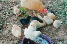 散养的老母鸡孵小鸡的全部过程