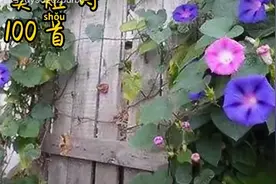 唯美短诗100首连载，第3首:牵牛花