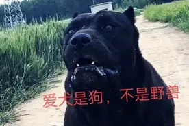 不要让你的爱犬成为野兽，必须避免和纠正护食行为