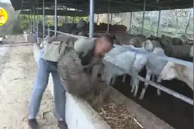 咸阳无臂“羊倌”圆了脱贫梦 荣获全国脱贫攻坚奖奋进奖视频封面