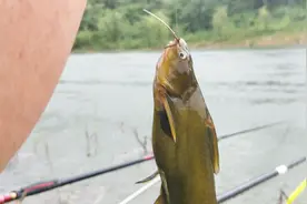 野钓黄鸭叫，还有比这方法打窝更好的吗？钓一次爽一次，不服来战视频封面