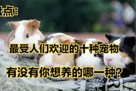 最受人们欢迎的十种宠物，简直可爱极了，有没有你想养的哪一种视频封面
