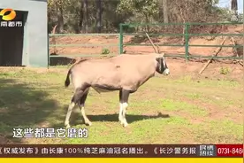长沙动物园里“萌牛”大盘点，这些动物其实都是“属牛的”视频封面