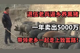 退伍老兵返乡养黑猪，一年卖出5000万，带领老乡一起走上致富路！视频封面