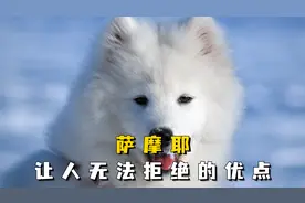 看完萨摩耶的优点，怪不得那么多人喜欢它！