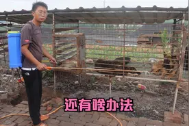 流浪狗基地苍蝇乱飞，小七买药驱虫杀菌，除了喷药还有其他办法吗