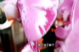 室内不适合养“蝴蝶兰”？真不是瞎说，而是事实，难怪总养不好视频封面